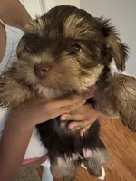 Dot’s Girl, a female Yorkshire Terrier for sale in Wilkesboro, NC – 5 of 6
