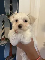 Luna’s Girl 2, a female Maltese for sale in Wilkesboro, NC – 2 of 2