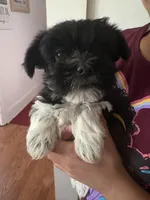 Dot’s Girl, a female Yorkshire Terrier for sale in Wilkesboro, NC – Photo 2 of 2