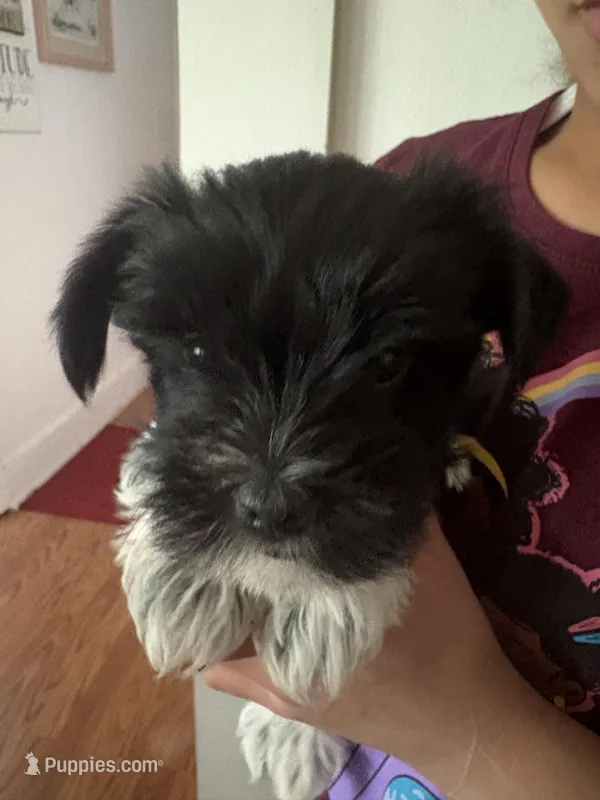 Dot’s Girl – Yorkshire Terrier puppy for sale in Wilkesboro, NC