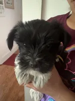 Dot’s Girl, a female Yorkshire Terrier for sale in Wilkesboro, NC – Photo 1 of 2