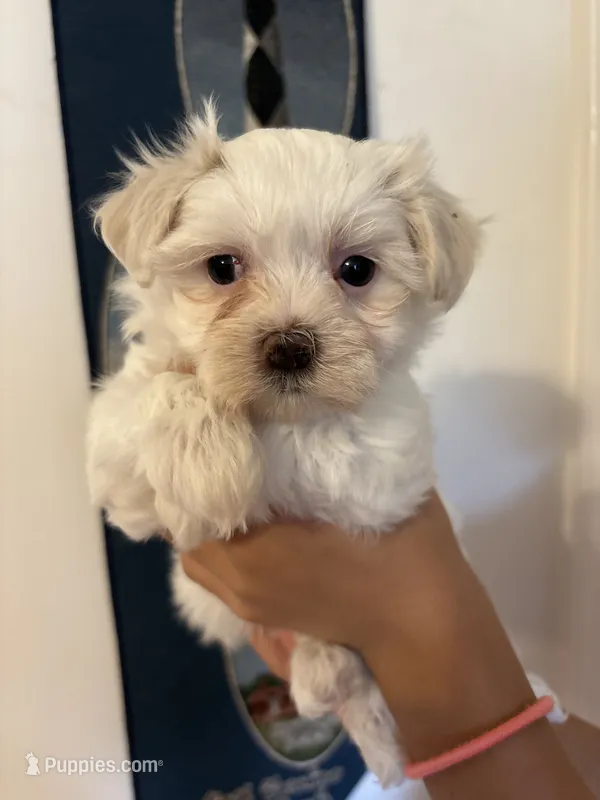 Luna’s Girl 2 – Maltese puppy for sale in Wilkesboro, NC