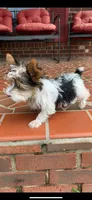 Bunny’s boy, a male Yorkshire Terrier for sale in Wilkesboro, NC – 2 of 5