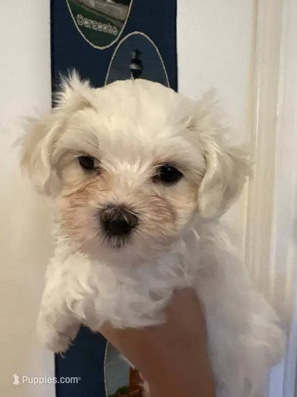 Luna’s boy – Maltese puppy for sale in Wilkesboro, NC