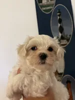 Luna’s boy, a male Maltese for sale in Wilkesboro, NC – 3 of 3