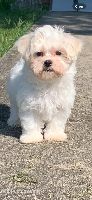 Luna’s boy – Maltese puppy for sale in Wilkesboro, NC