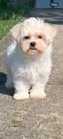 Luna’s boy, a male Maltese for sale in Wilkesboro, NC – 1 of 3