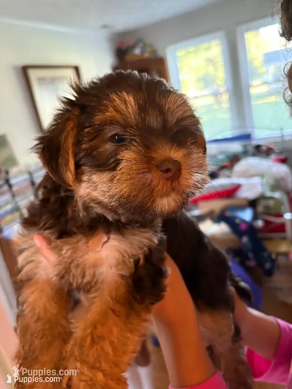 Dot’s Girl – Yorkshire Terrier puppy for sale in Wilkesboro, NC