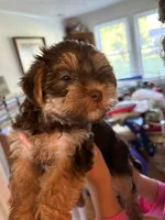 Dot’s Girl, a female Yorkshire Terrier for sale in Wilkesboro, NC – 6 of 6