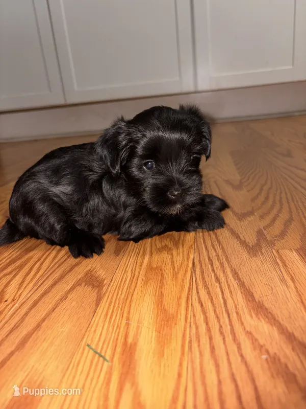 Dot’s Girl 2 – Yorkshire Terrier puppy for sale in Wilkesboro, NC
