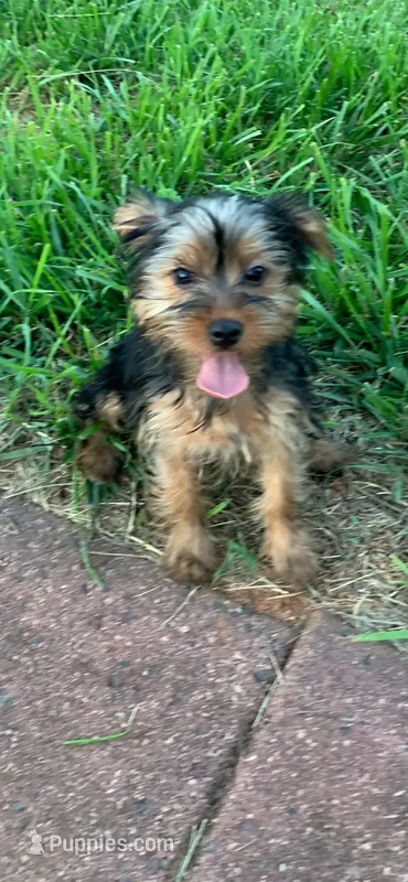 Dot’s Girl – Yorkshire Terrier puppy for sale in Wilkesboro, NC