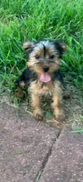 Dot’s Girl, a female Yorkshire Terrier for sale in Wilkesboro, NC – 1 of 3