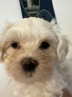 Luna’s boy, a male Maltese for sale in Wilkesboro, NC – 2 of 3