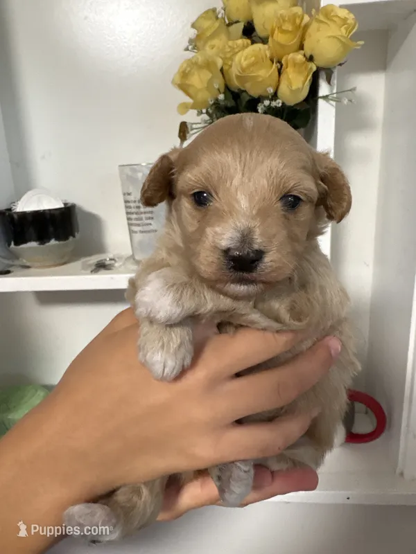 Rosie’s Girl – Maltese, Poodle - Toy  puppy for sale in Wilkesboro, NC