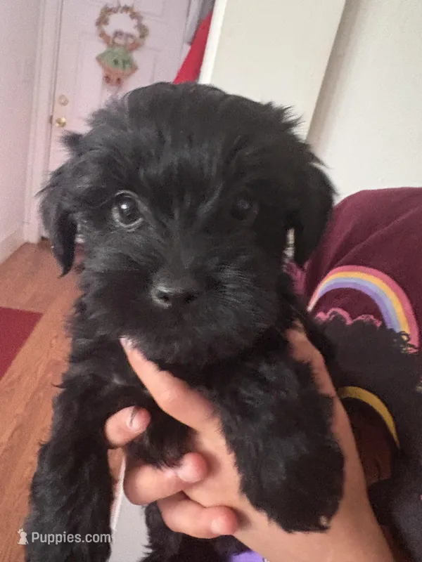 Dot’s boy – Yorkshire Terrier puppy for sale in Wilkesboro, NC