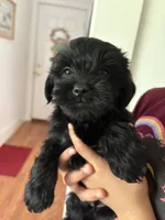 Dot’s boy, a male Yorkshire Terrier for sale in Wilkesboro, NC – Photo 2 of 2