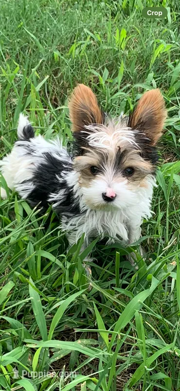 Bunny’s boy – Yorkshire Terrier puppy for sale in Wilkesboro, NC