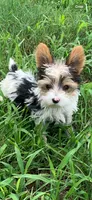 Bunny’s boy, a male Yorkshire Terrier for sale in Wilkesboro, NC – 1 of 5