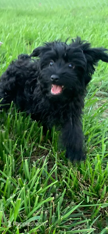 Dot’s boy – Yorkshire Terrier puppy for sale in Wilkesboro, NC