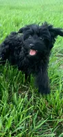 Dot’s boy, a male Yorkshire Terrier for sale in Wilkesboro, NC – 1 of 3