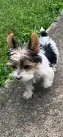 Bunny’s boy, a male Yorkshire Terrier for sale in Wilkesboro, NC – 4 of 5