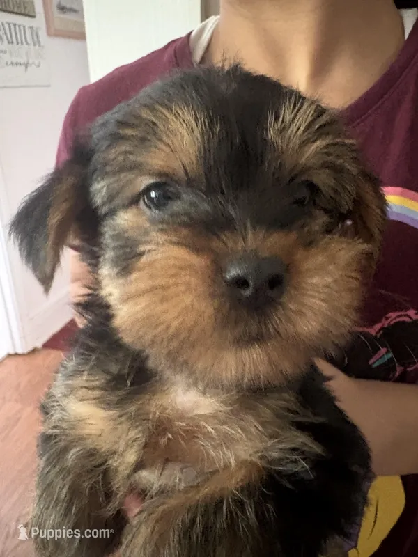 Dot’s Girl, a female Yorkshire Terrier for sale in Wilkesboro, NC – Photo 1 of 2