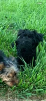 Dot’s boy, a male Yorkshire Terrier for sale in Wilkesboro, NC – 3 of 3