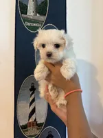 Luna’s Girl 1, a female Maltese for sale in Wilkesboro, NC – 1 of 2