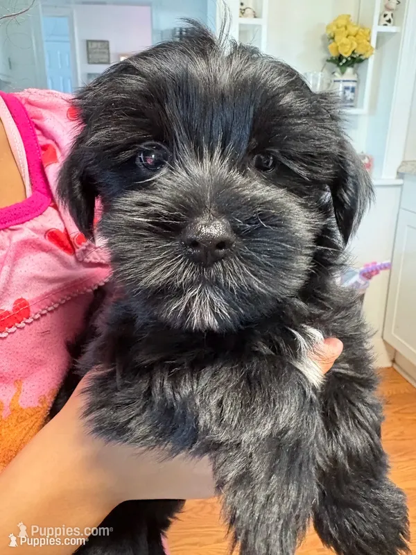Dot’s Girl 2 – Yorkshire Terrier puppy for sale in Wilkesboro, NC
