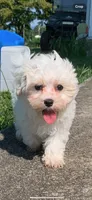 Luna’s boy, a male Maltese for sale in Wilkesboro, NC – 3 of 3