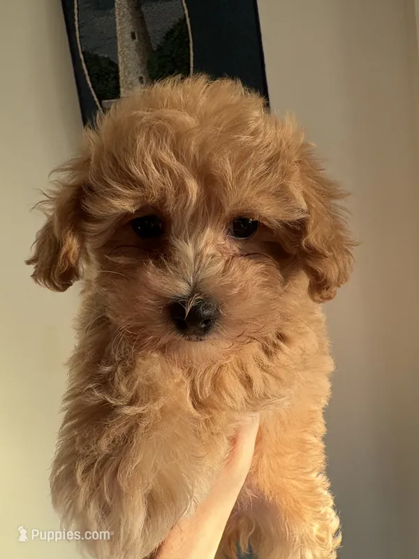 Rosie’s Girl – Maltese, Poodle - Toy  puppy for sale in Wilkesboro, NC