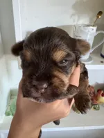Dot’s Girl, a female Yorkshire Terrier for sale in Wilkesboro, NC – 1 of 2