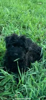 Dot’s boy, a male Yorkshire Terrier for sale in Wilkesboro, NC – 2 of 3