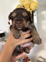 Dot’s Girl, a female Yorkshire Terrier for sale in Wilkesboro, NC – 3 of 6