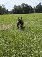 Dory, a female French Bulldog for sale in Glennville, GA – 2 of 4
