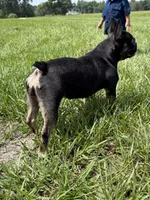 Dory, a female French Bulldog for sale in Glennville, GA – 3 of 4