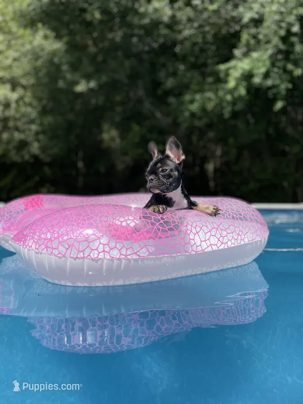 Dory – French Bulldog puppy for sale in Glennville, GA