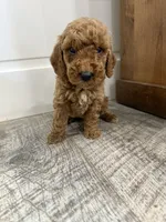 May-mini, a female Miniature Goldendoodle for sale in Dyersville, IA – 4 of 5