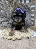 Petite girl , a female Miniature Bernedoodle for sale in Dyersville, IA – 6 of 6