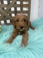 Max- Mini , a male Miniature Goldendoodle for sale in Dyersville, IA – 5 of 10