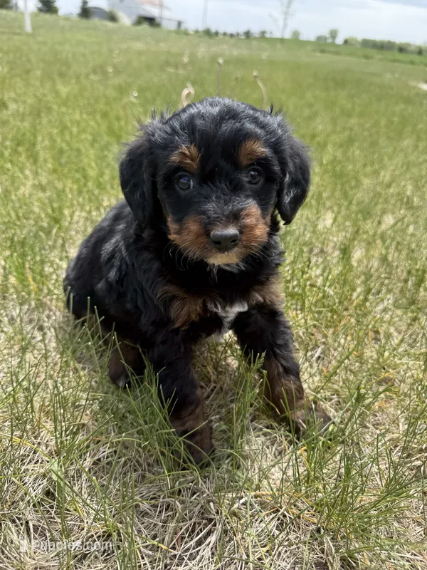 Pepper- Mini  – Miniature Bernedoodle puppy for sale in Dyersville, IA