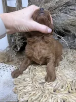 Mini Girl , a female Miniature Goldendoodle for sale in Dyersville, IA – 5 of 7