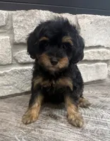 Mia, a female Miniature Bernedoodle for sale in Dyersville, IA – 1 of 4