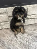 Petite girl , a female Miniature Bernedoodle for sale in Dyersville, IA – 5 of 6