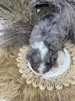 Merle medium , a female Bernedoodle for sale in Dyersville, IA – 4 of 6
