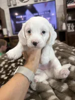 Buster-mini , a male Miniature Goldendoodle for sale in Dyersville, IA – 3 of 7