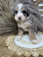 Merle medium , a female Bernedoodle for sale in Dyersville, IA – 3 of 6