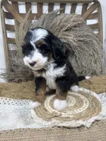 Tri mini , a female Miniature Bernedoodle for sale in Dyersville, IA – 5 of 8