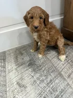 Maggie , a female Miniature Goldendoodle for sale in Dyersville, IA – 4 of 4