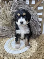 Tri girl medium , a female Bernedoodle for sale in Dyersville, IA – 3 of 6